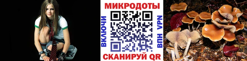 Галлюциногенные грибы Psilocybe  Нелидово 